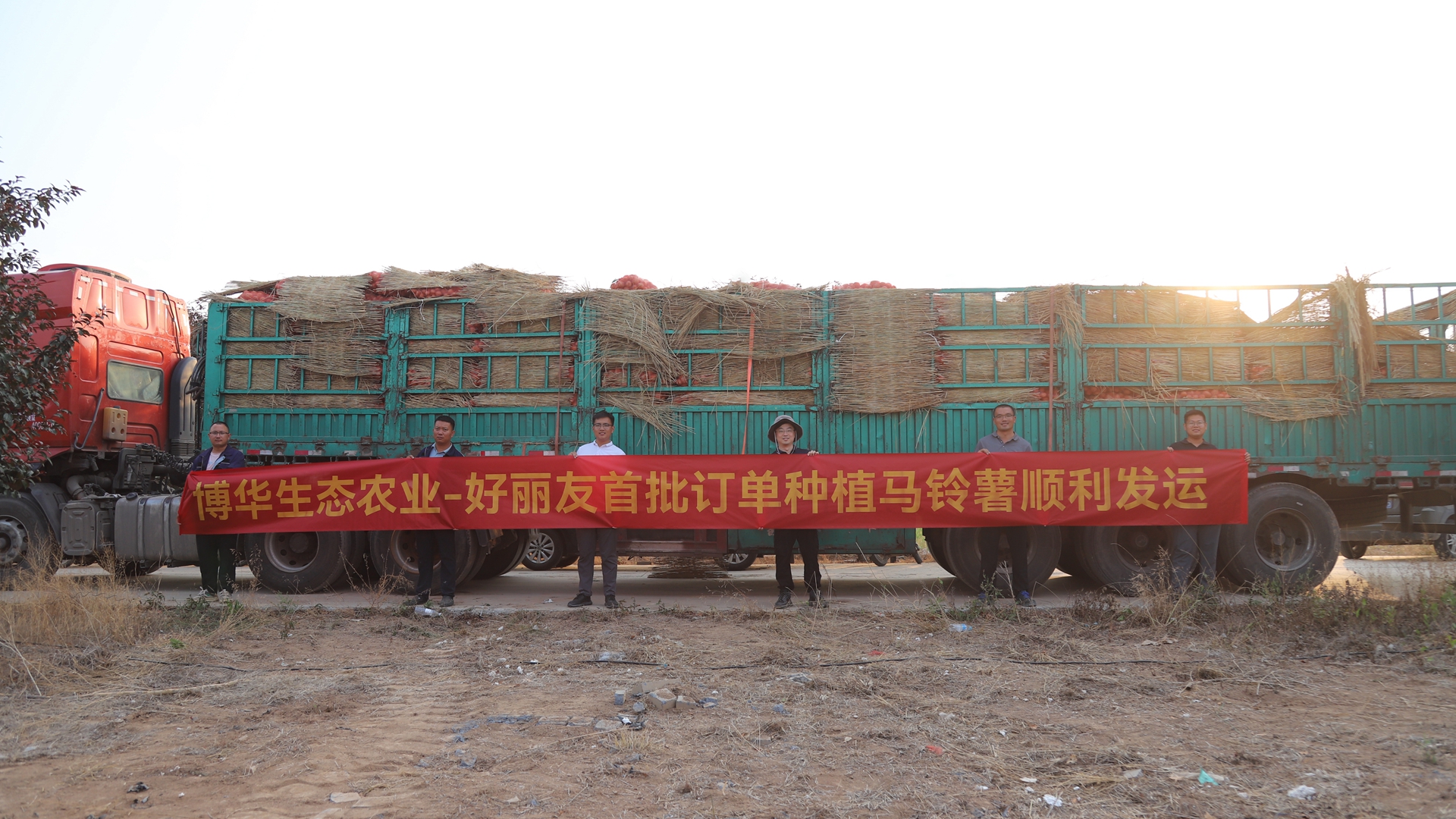 攜手夥伴聯融共贏，博華訂單式種植馬鈴薯喜獲豐收