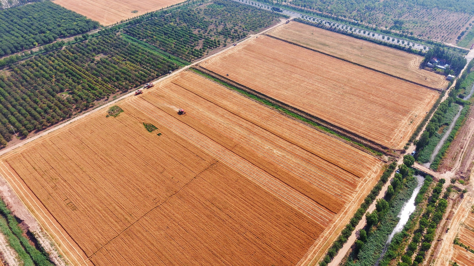 博華麥收會戰(zhàn)告捷，上下同心力保夏糧顆粒歸倉